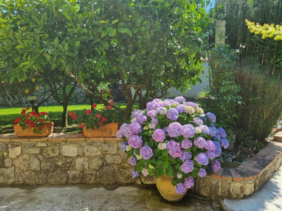 Il Ruscello Bed and Breakfast Maratea Eksteriør billede