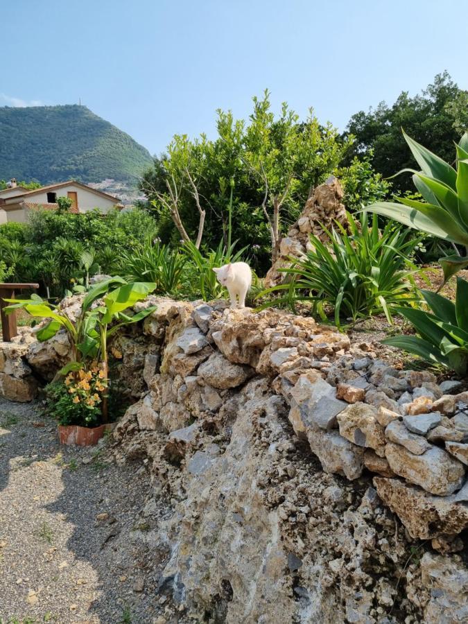 Il Ruscello Bed and Breakfast Maratea Eksteriør billede